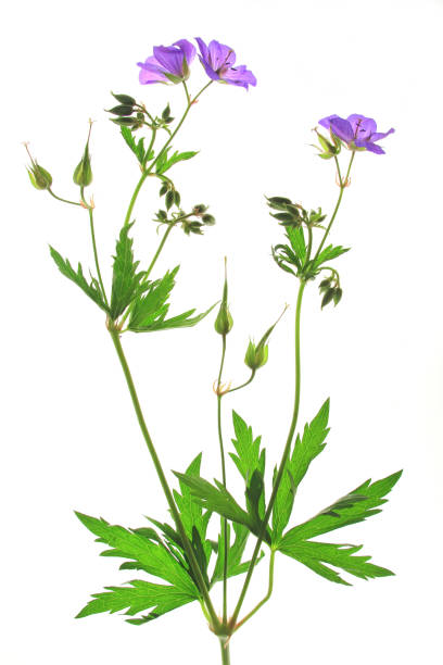 meadow cranesbill (geranium pratense) - geranium pratense imagens e fotografias de stock