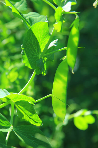 istock Snow pea, green pea, suger pea (Pisum sativum) 835324552