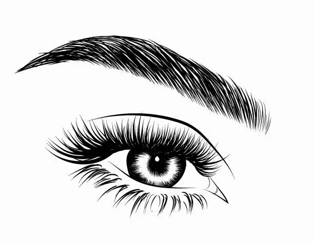 Vector illustration of Hand-drawn woman's eye with perfectly shaped eyebrows and full lashes.