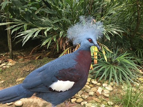 Port Moresby, Papua New Guinea: Victoria crowned pigeon (Goura victoria), a large, bluish-grey species of pigeon with elegant blue bow-like plumes, a brown breast, and a red iris. It is part of a genus of three very large pigeons native to the New Guinea region. The bird can be easily recognized by the unique white spikes on its crests and the sounds it makes. Its name is a tribute to Queen Victoria.