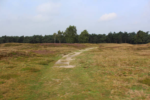 istock heather landscape, Utrechtse Heuvelrug 835335912