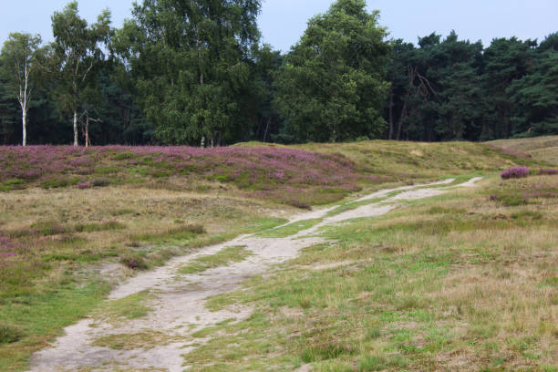 istock heather landscape, Utrechtse Heuvelrug 835340456