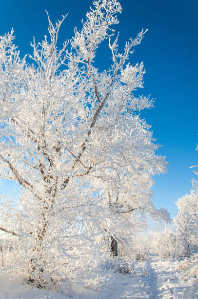 istock winter, winter-tide, winter-time 835348170
