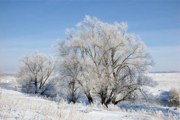 istock Winter is very cold, the trees covered with frost 835348662