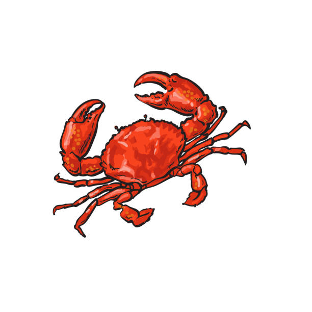 벡터 스케치 만화 바다 대 게 절연 - lobster seafood prepared shellfish crustacean stock illustrations