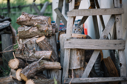 Adorable funny cat crawling in the dry wood logs being curious