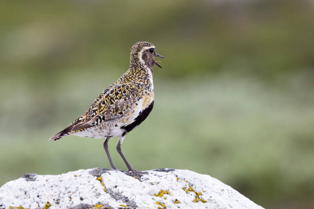 istock European golden plover 835364916