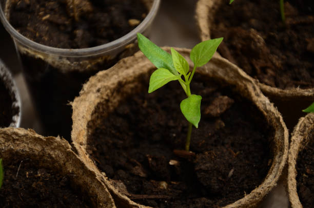 istock Small sprouts of Bulgarian pepper in round peat pots 835366796