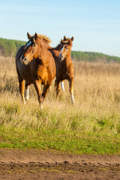 istock horses grazing in the autumn field 835370540