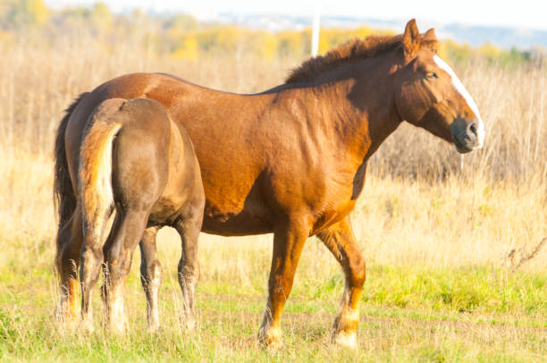 istock horses grazing in the autumn field 835374302