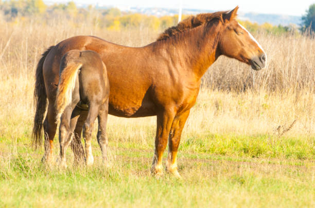 istock horses grazing in the autumn field 835374562