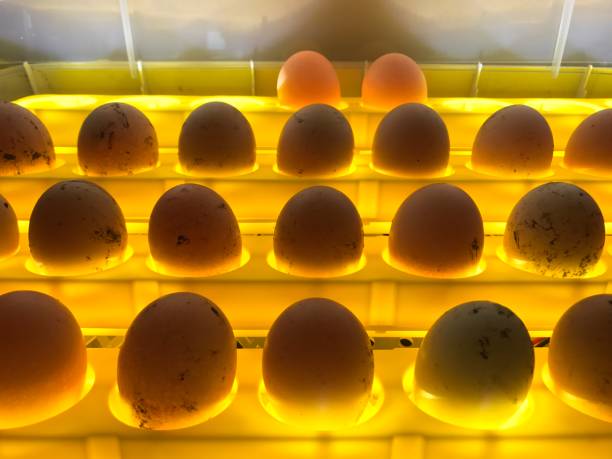 Fresh egg in incubator stock photo