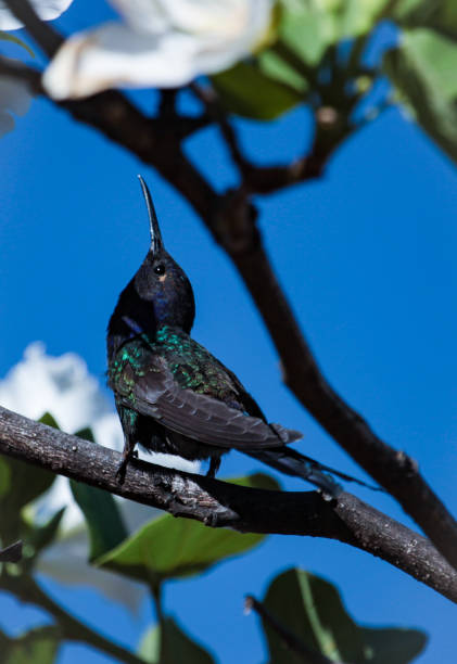 istock A hummingbird  perched on a branch, against blurred background. 835384284
