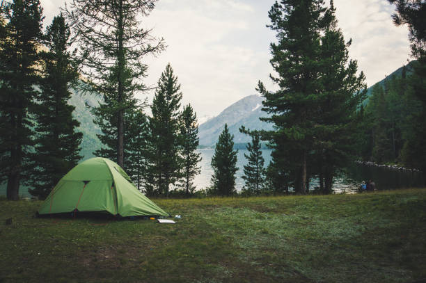 istock Camping and tent under the pine forest 835385392