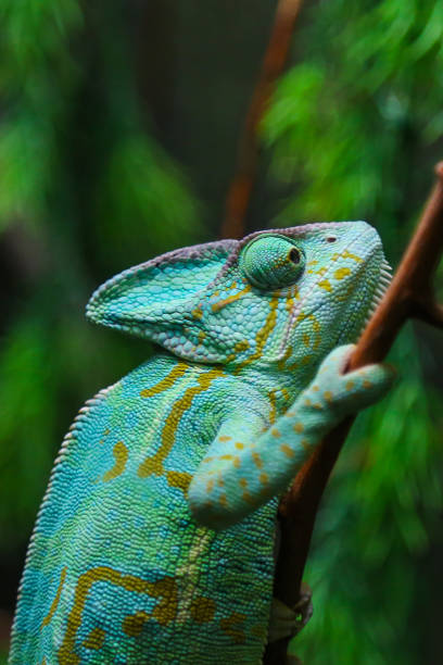 istock Green Chameleon Sitting on Plant Stalk 835386370