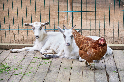 A brown and white goat peeks through a metal fence on a farm, looking directly at the camera.