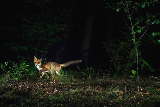 zorro rojo en bosque en la noche, fotografiada por la cámara de fototrampeo. - nocturnal animal fotografías e imágenes de stock