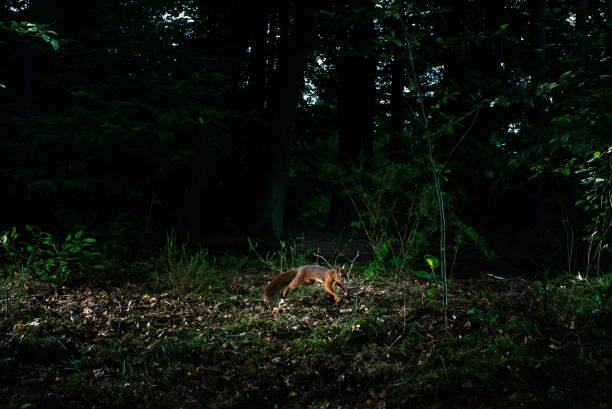 istock Jumping red squirrel in forest at night caught by camera trap. 835401822