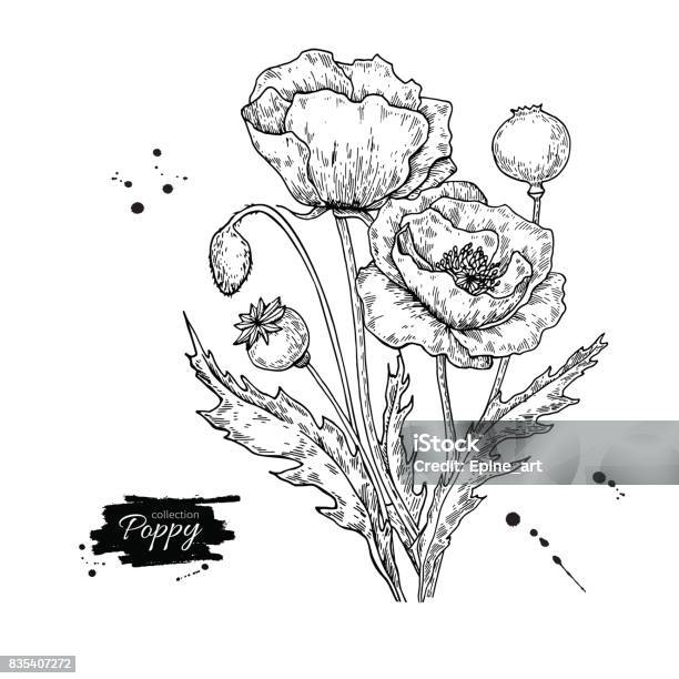 Poppy Flower Vector Drawing Set Isolated Wild Plant And Leaves Stock ...