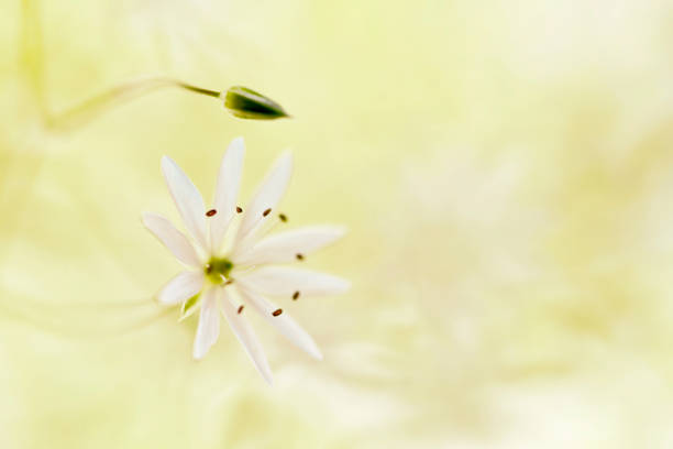 istock Stellaria graminea in green toned color 835407578