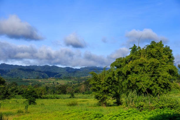 istock Forests and mountains in the morning with fog. 835407956