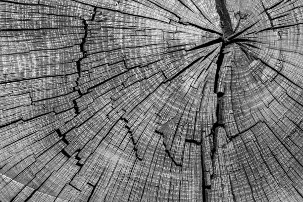 istock Old Sleeper Cracked Wood Texture High Contrast Background 835408300