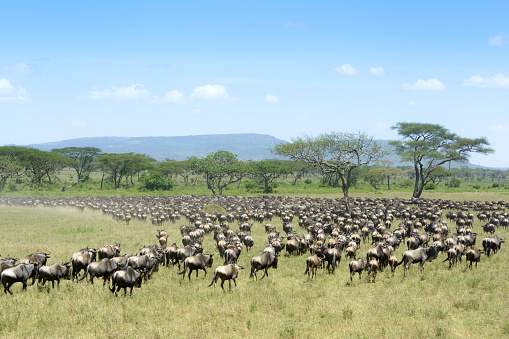 Herd of Blue Wildebeest ( Connochaetus taurinus) seen from behind, during migration, Serengeti national park, Tanzania.