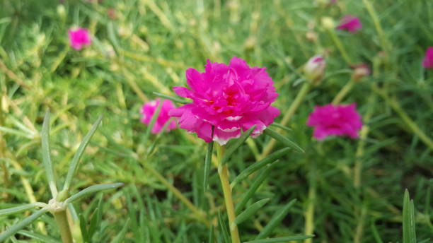 istock The Pure Nature in Pearl Qatar 835412982