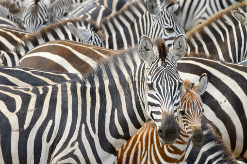 Plains zebra (Equus burchellii) portrait from mother with foal in herd, Serengeti national park, Tanzania.