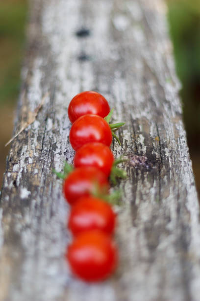 istock Cherry tomatoes on a wooden bench. 835421974