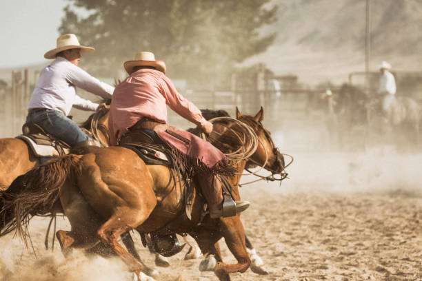 istock Two experienced cowboys are bringing a bucking bronco back to its stall. 835422614
