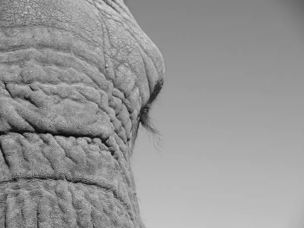 istock Close up of African elephant's eye 835423422