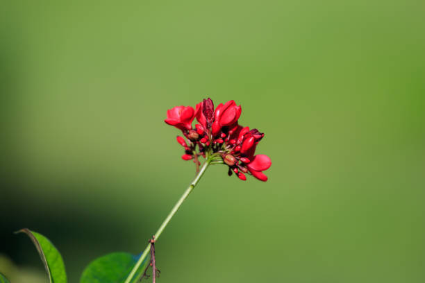Heart Shape, Plant, Wallpaper, Thailand, Abstract