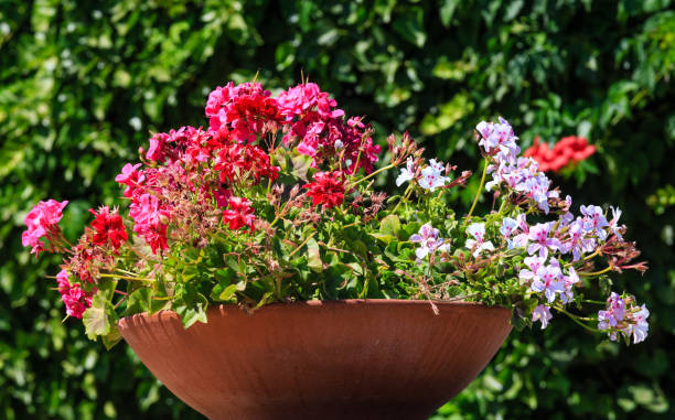 istock Geranium in flowerpot outdoor. 835444380