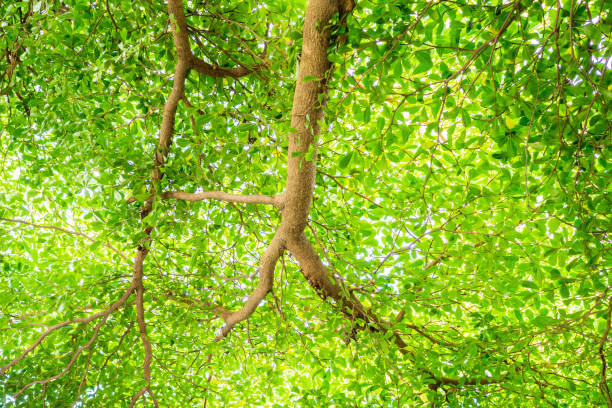 istock green leaf branch for natural background with space 835448704