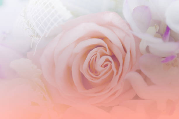 istock Abstract Romantic Pink Roses Flower 835448816