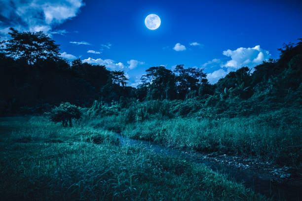 istock Beautiful bright full moon above wilderness area in forest. 835451802