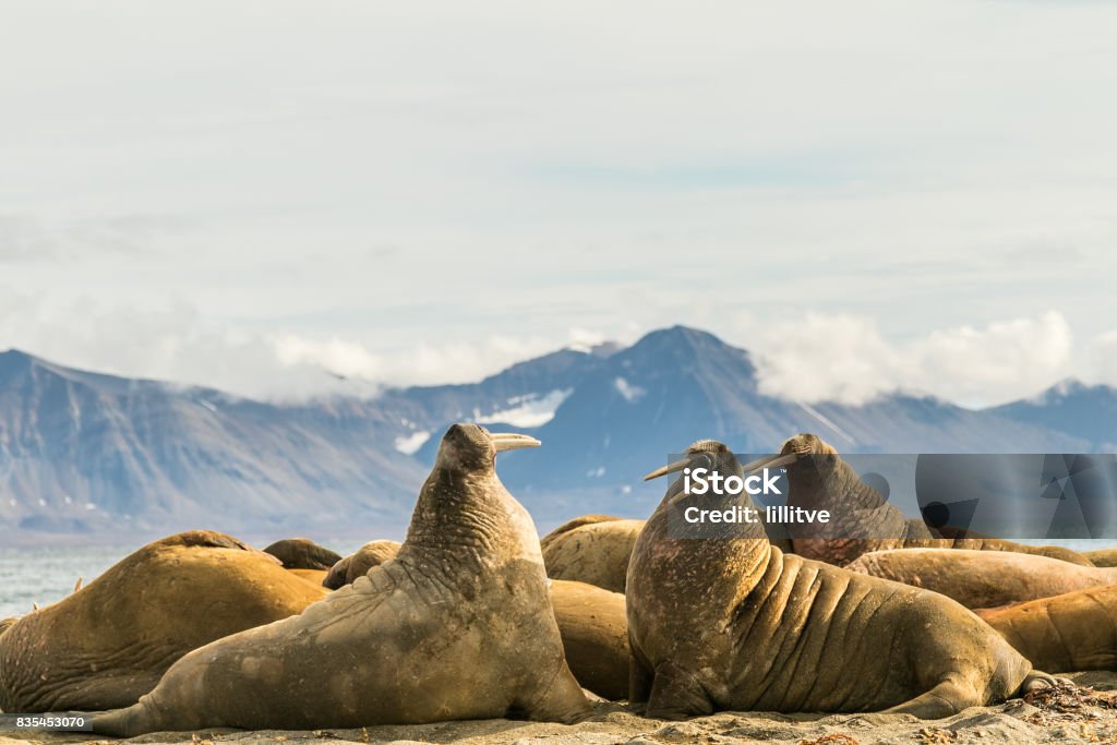 Groupe de morses sur Prins Karls Forland, Svalbard - Photo de Archipel du Svalbard libre de droits