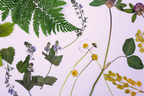 istock Pressed and dried flowers background 835458594