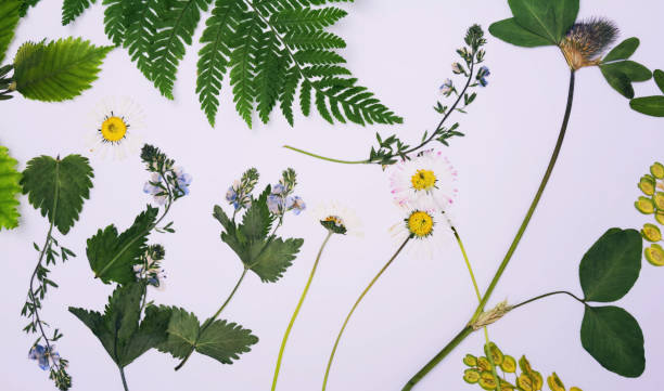 istock Pressed and dried flowers background 835459084