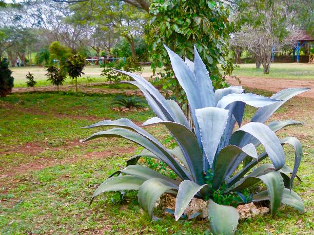 istock Agave Plant on Coffee Plantation 835460266
