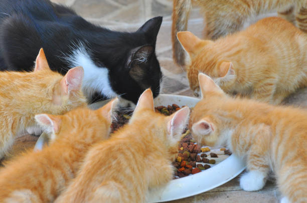 istock Cute Yellow kittens eating together. 835464068