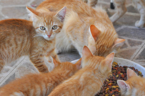 istock Cute Yellow kittens eating together. 835464134
