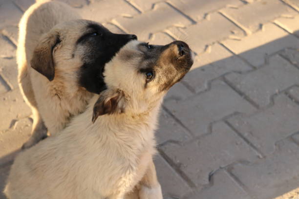 Puppy love Two puppies playing on the street çim stock pictures, royalty-free photos & images