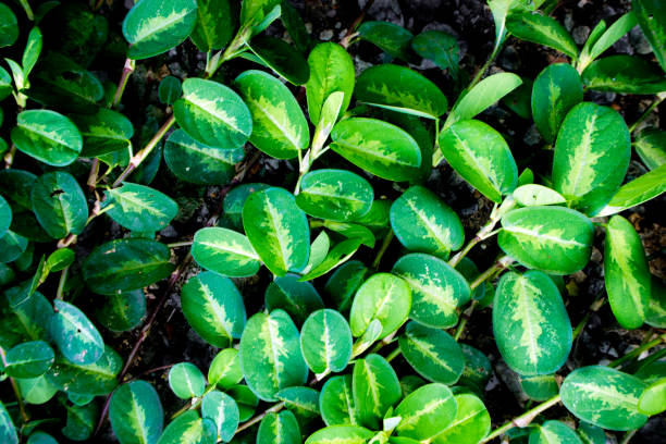 istock Leaves of weed as background or texture 835465450