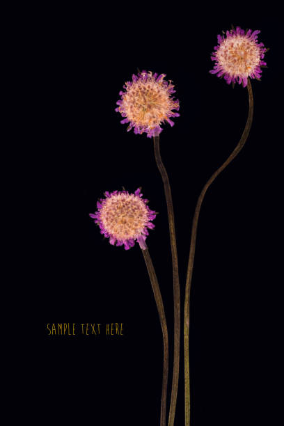 istock Pressed and dried flowers background 835465756