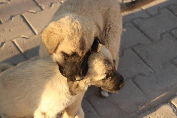 Puppy love Two puppies playing on the street çim stock pictures, royalty-free photos & images