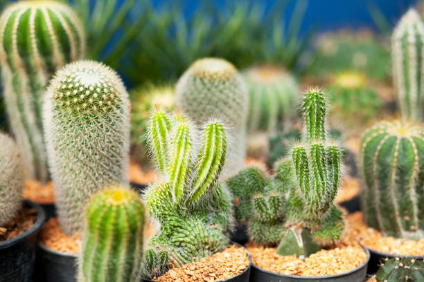 Variety of cactus plants