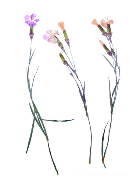 istock Beautiful flower herbarium arnation 835471656