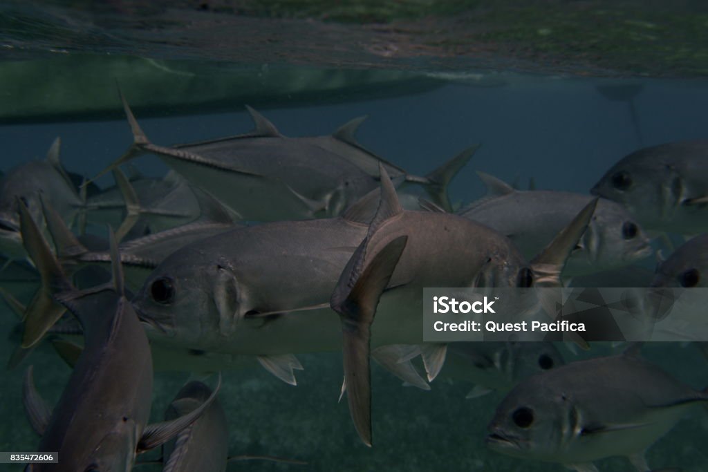 Fish Stock Imagine Fish Stock Photo - Download Image Now - Fish, Fishing, Horizontal - iStock